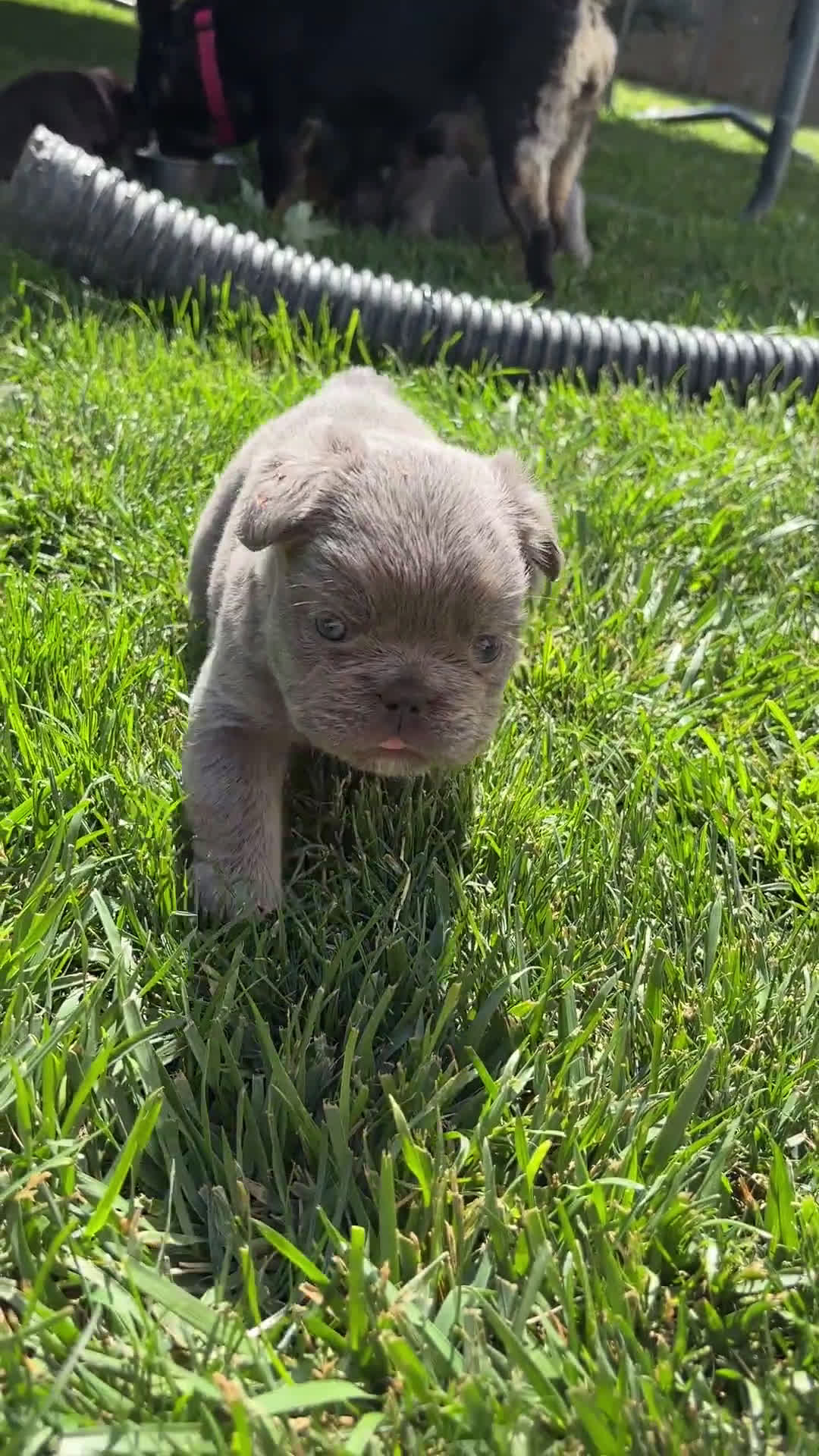 French Bulldog dogs for sale: French Bulldog 3 puppies - Video 2