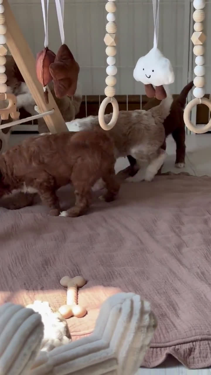  dogs for sale: Mini Goldendoodle 6 puppies - Video 2