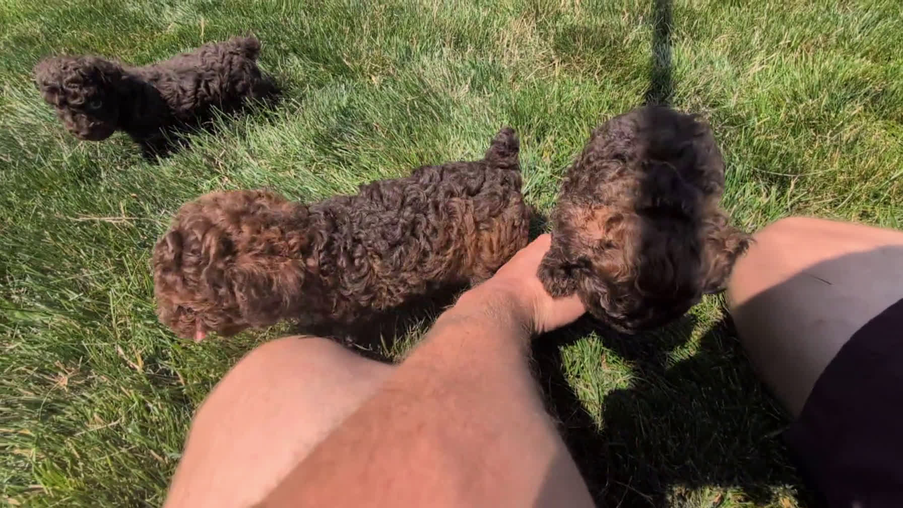 Toy Poodle dogs for sale: Toy Poodle 1 puppies - Video 3