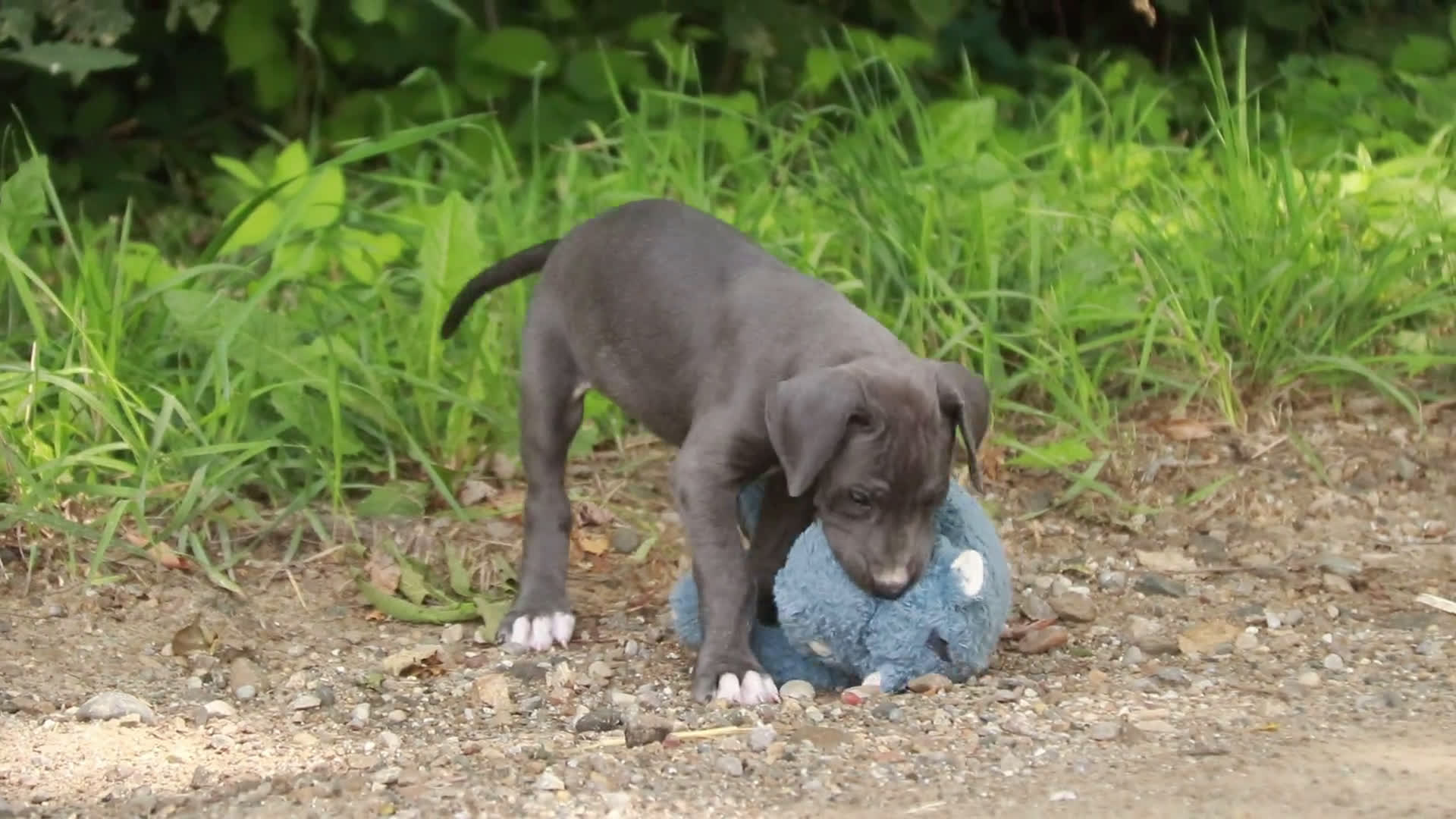 Great Dane dogs for sale: Great Dane 1 puppies - Video 1