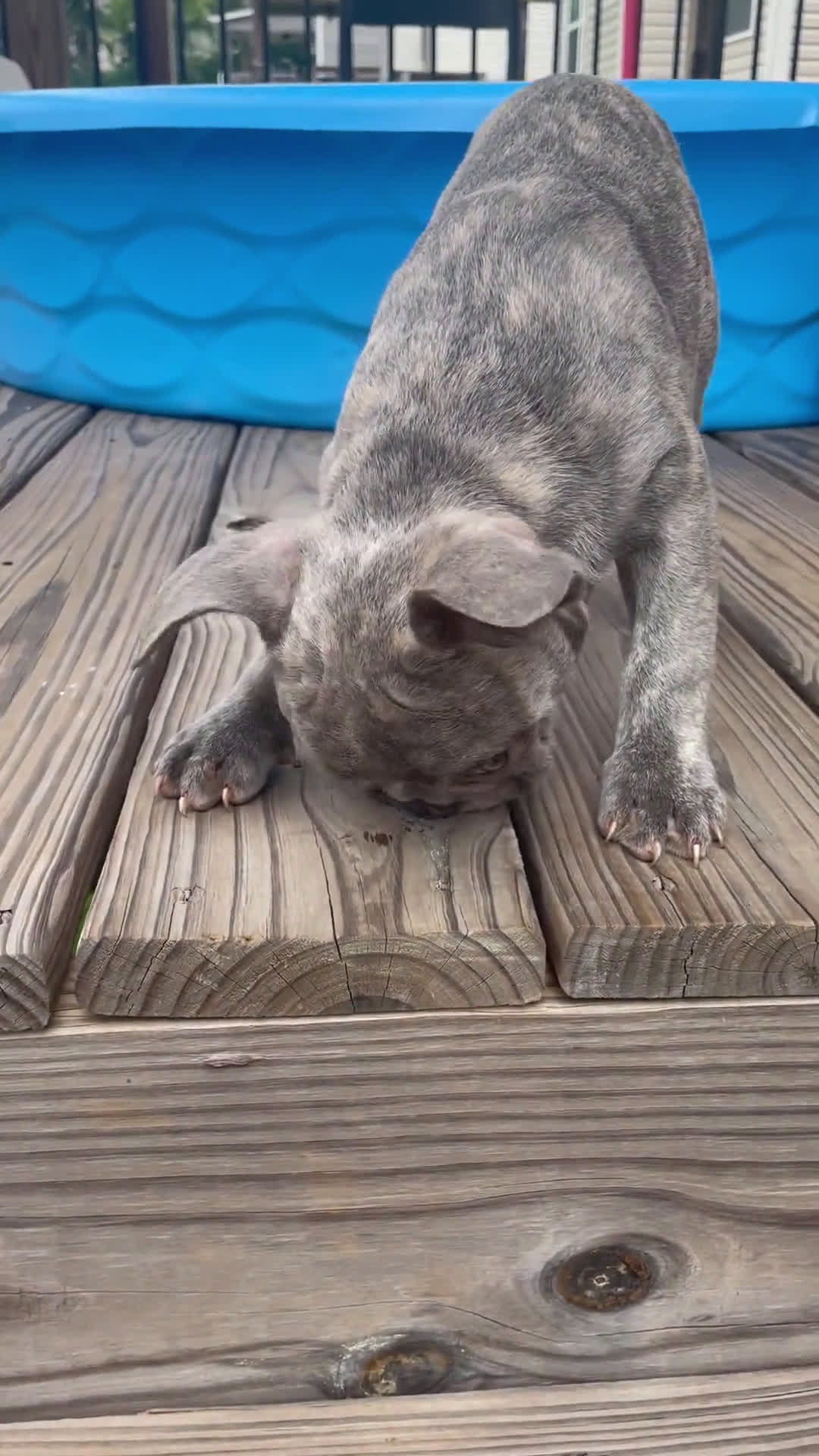 French Bulldog dogs for sale: French Bulldog 4 puppies - Video 2