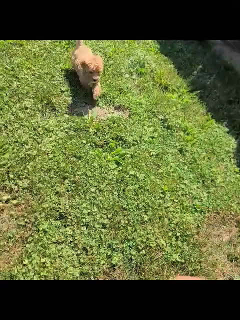  dogs for sale: Mini Goldendoodle 7 puppies - Video 1