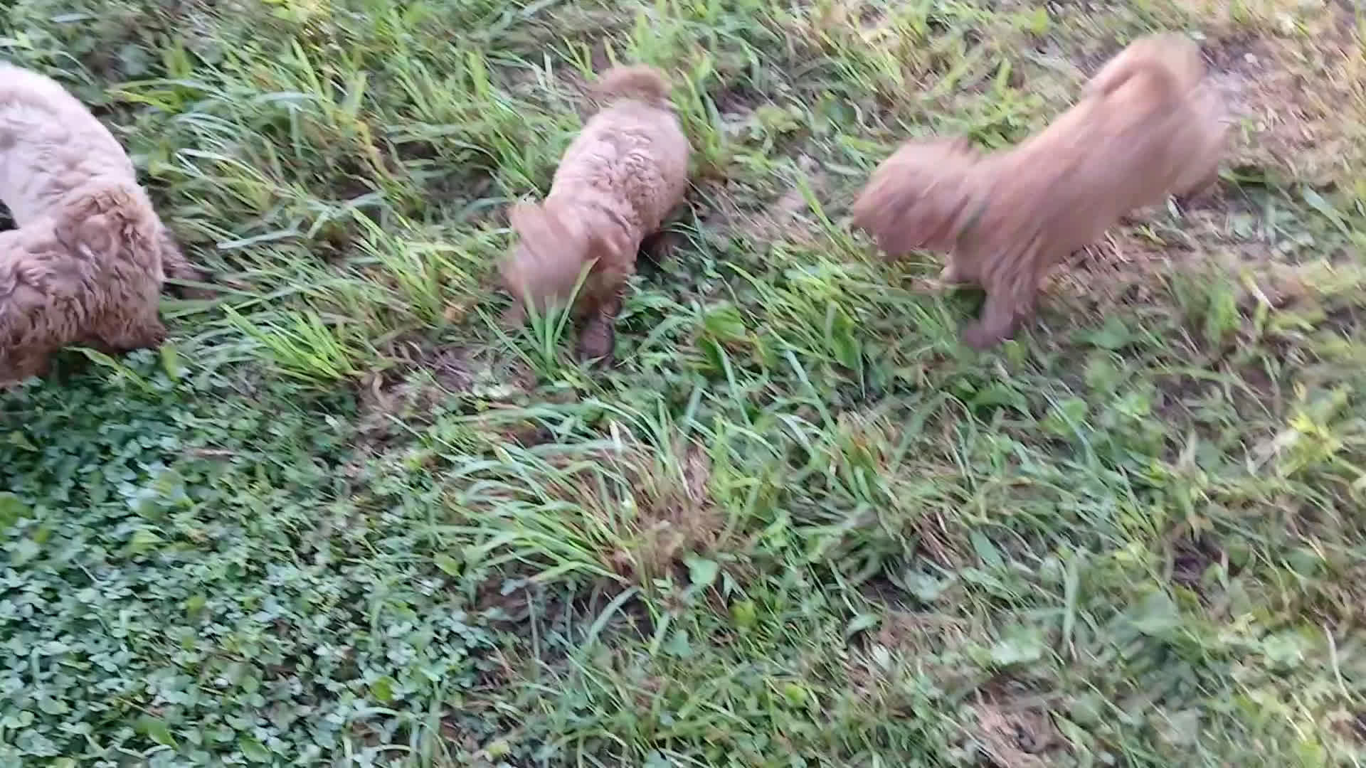 Cavapoo dogs for sale: Cavapoo 5 puppies - Video 2