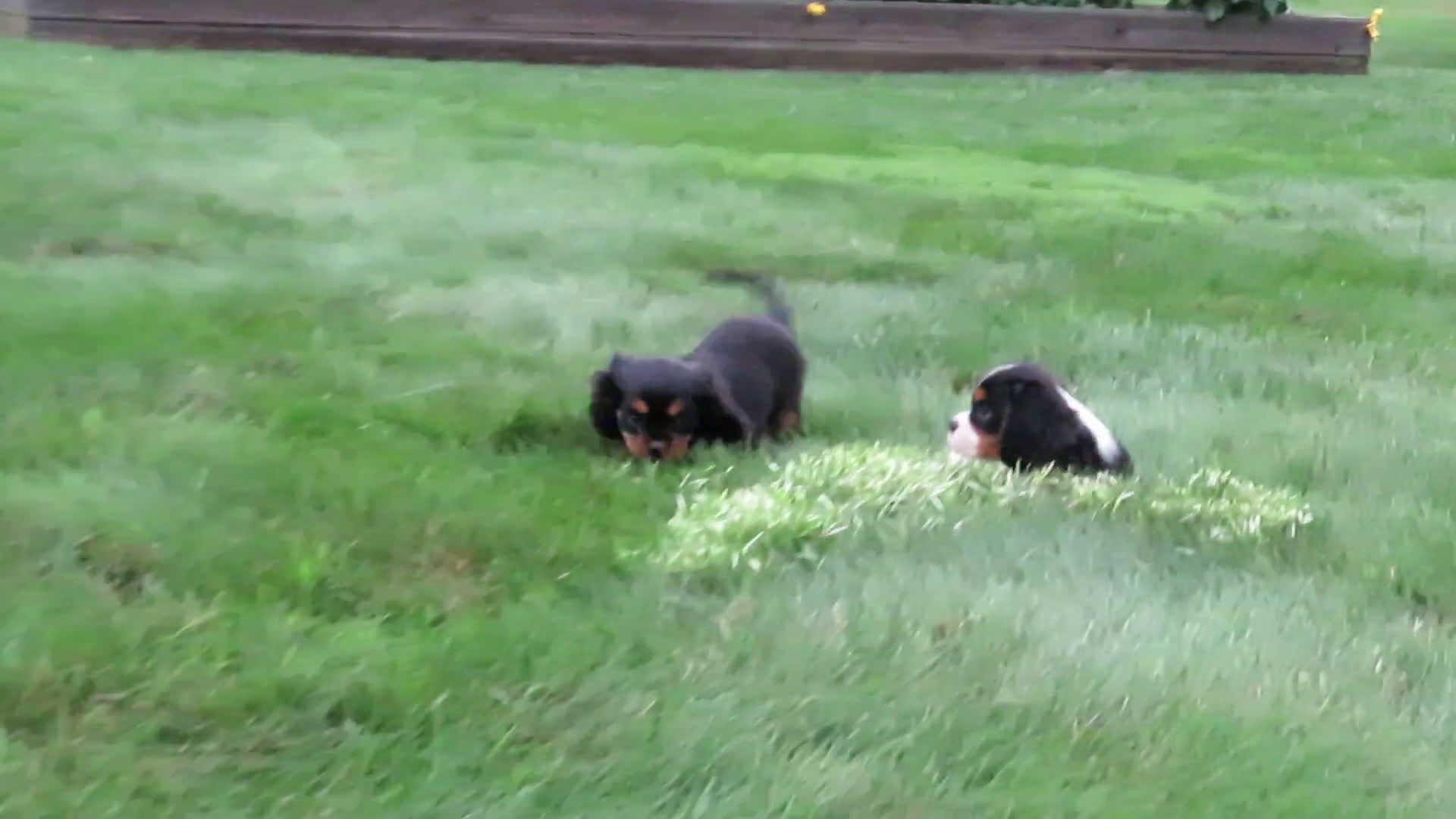 Cavalier King Charles Spaniel dogs for sale: Cavalier King Charles Spaniel 2 puppies - Video 2