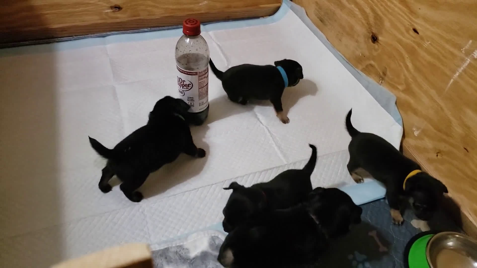 Chihuahua dogs for sale: Chihuahua 4 puppies - Video 1