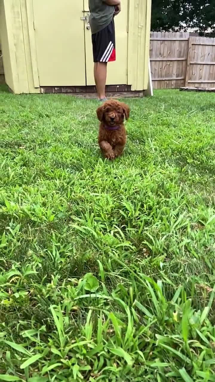 dogs for sale: Mini Goldendoodle 6 puppies - Video 1