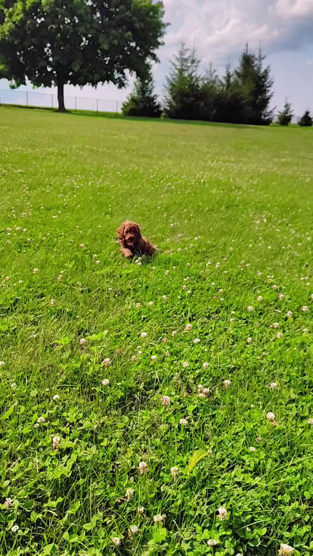  dogs for sale: Mini Goldendoodle 7 puppies - Video 2