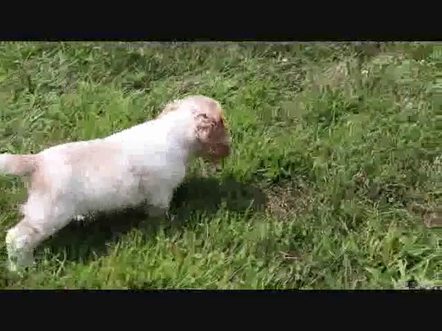 Cocker Spaniel dogs for sale: Cocker Spaniel 3 puppies - Video 3