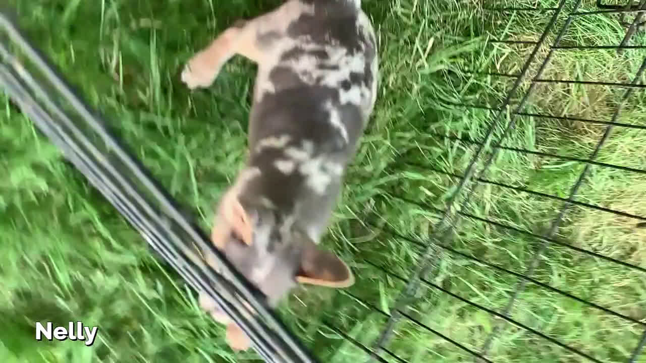 French Bulldog dogs for sale: French Bulldog 5 puppies - Video 1