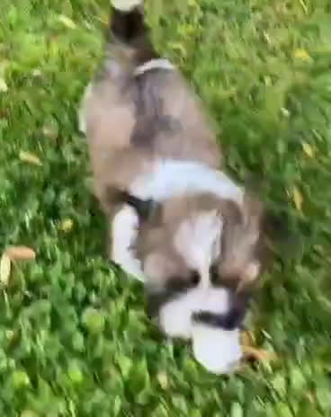 Shih Tzu dogs for sale: Shih Tzu 2 puppies - Video 2