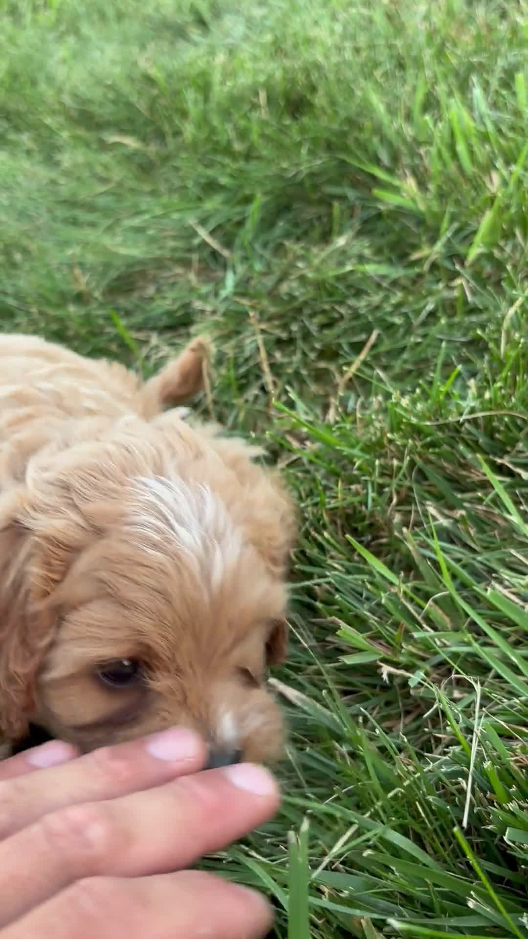Cavapoo dogs for sale: Cavapoo 4 puppies - Video 1