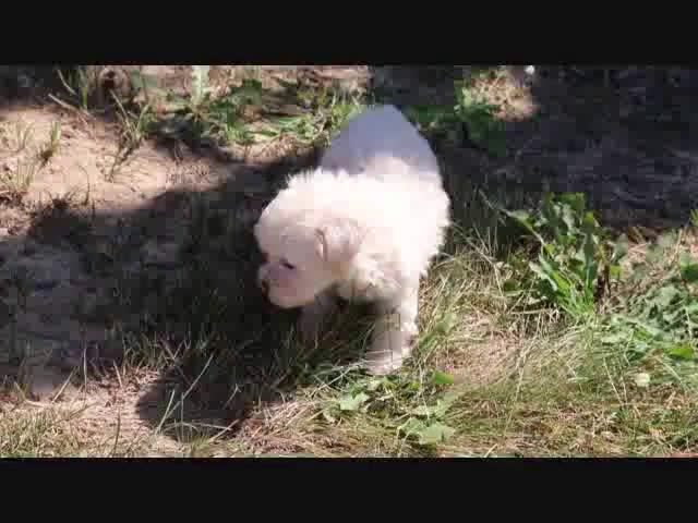 Maltipoo dogs for sale: Maltipoo 2 puppies - Video 2