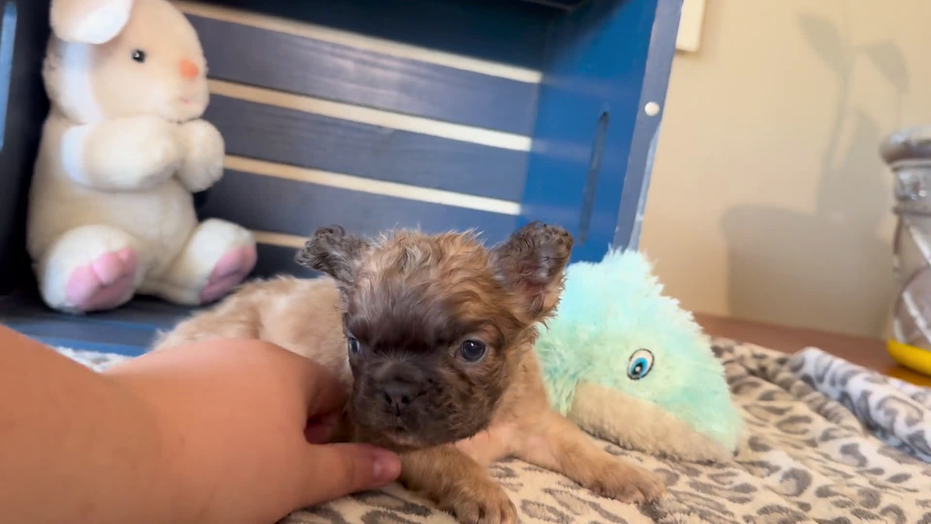 French Bulldog dogs for sale: French Bulldog 1 puppies - Video 1