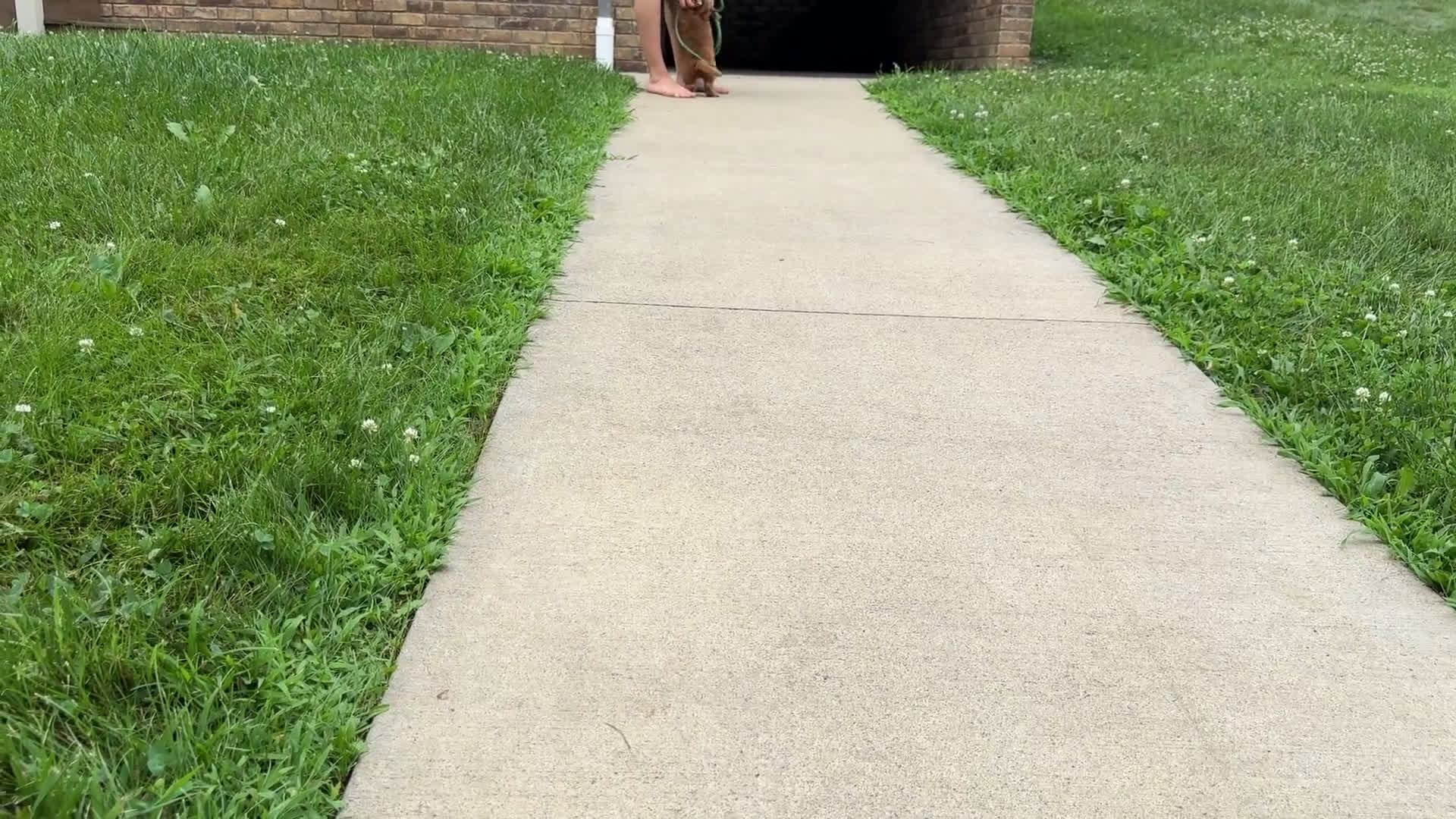  dogs for sale: Mini Goldendoodle 1 puppies - Video 2