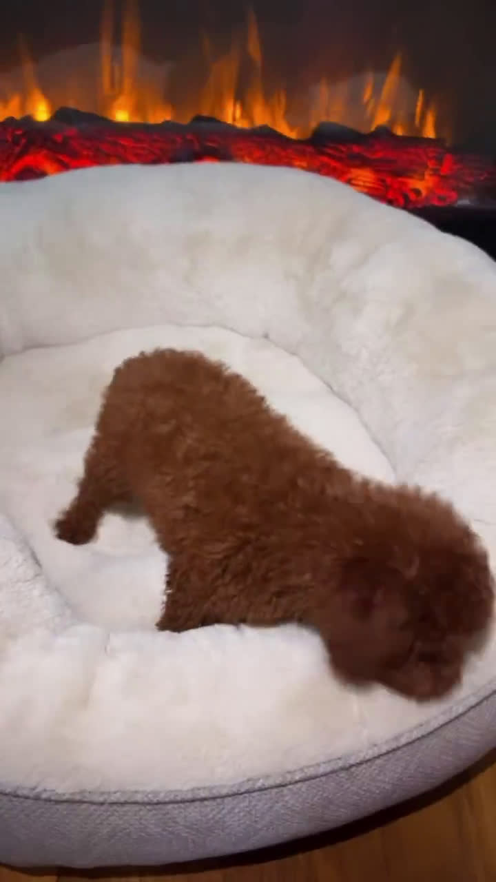 Toy Poodle dogs for sale: Toy Poodle 3 puppies - Video 2
