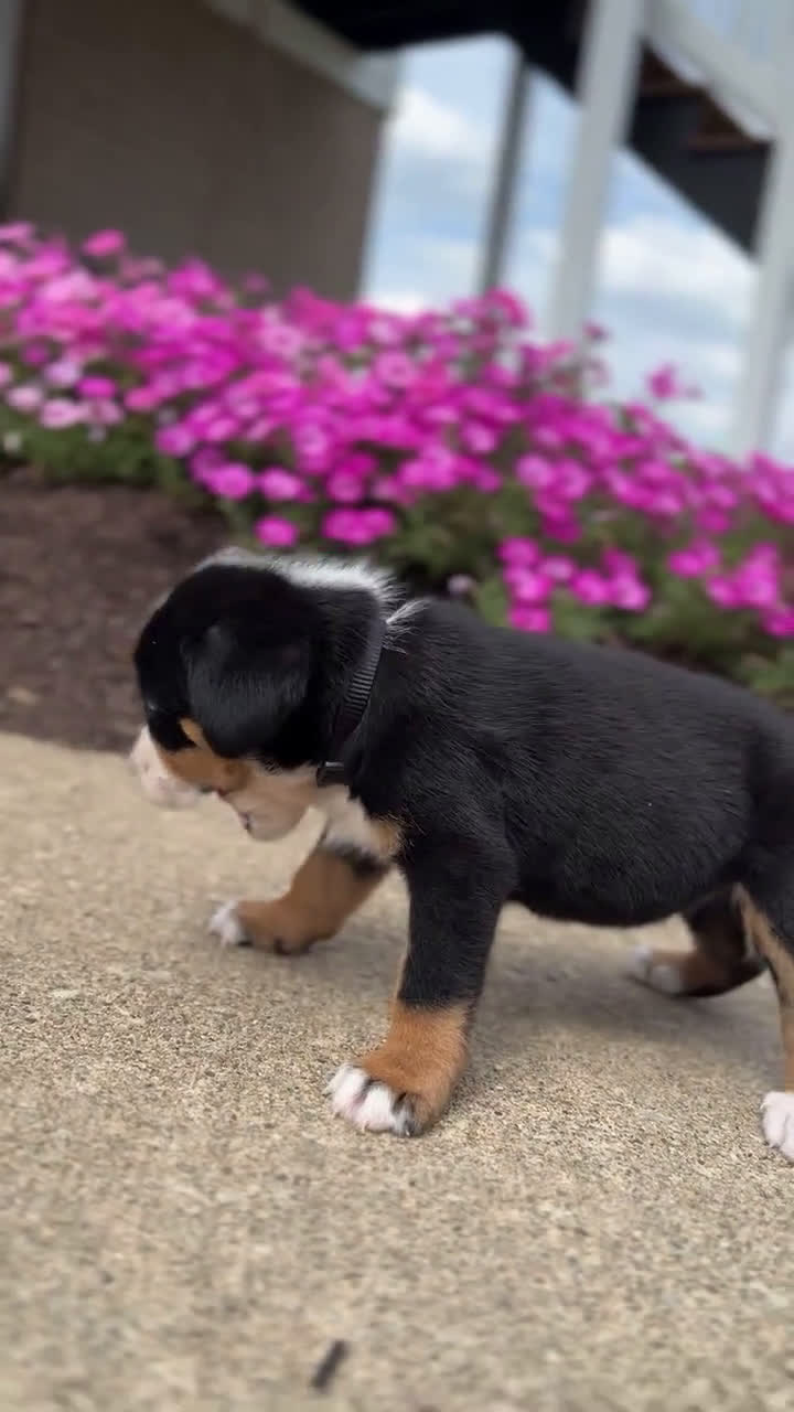 Greater Swiss Mountain Dog dogs for sale: Greater Swiss Mountain Dog 6 puppies - Video 5