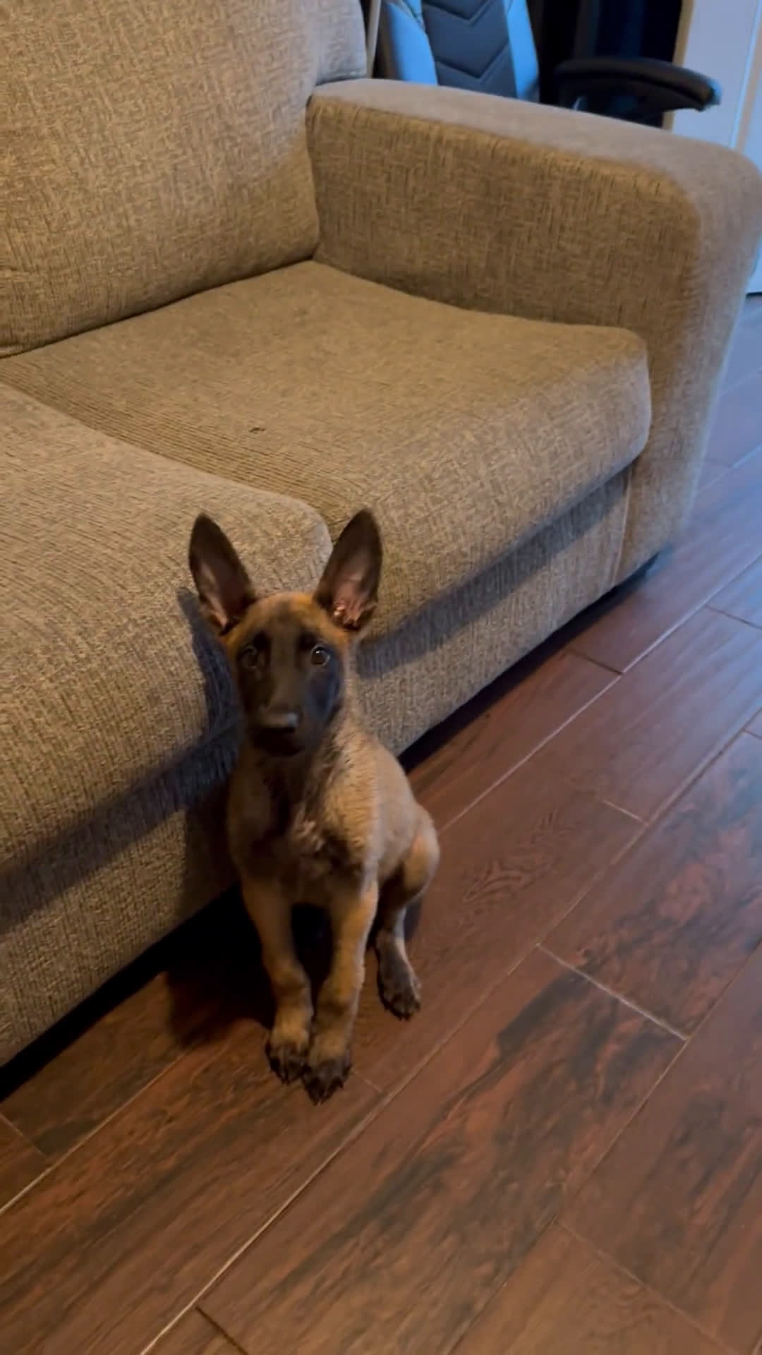 Belgian Malinois dogs for sale: Belgian Malinois 1 puppies - Video 2