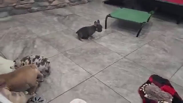 French Bulldog dogs for sale: French Bulldog 5 puppies - Video 1