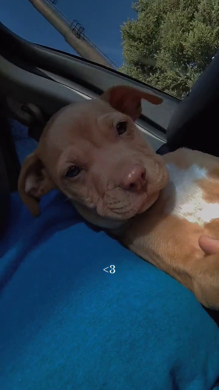 American Pit Bull Terrier dogs for sale: American Pit Bull Terrier 1 puppies - Video 1