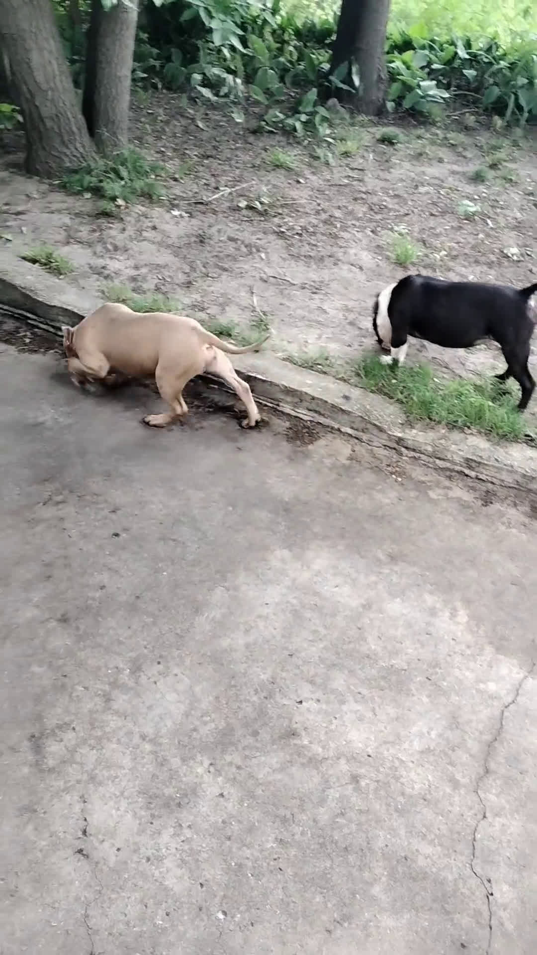 American Bully dogs for sale: American Bully 2 puppies - Video 1