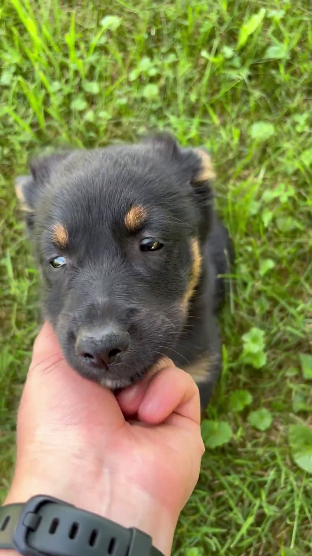 Miniature Australian Shepherd dogs for sale: Miniature Australian Shepherd 3 puppies - Video 1