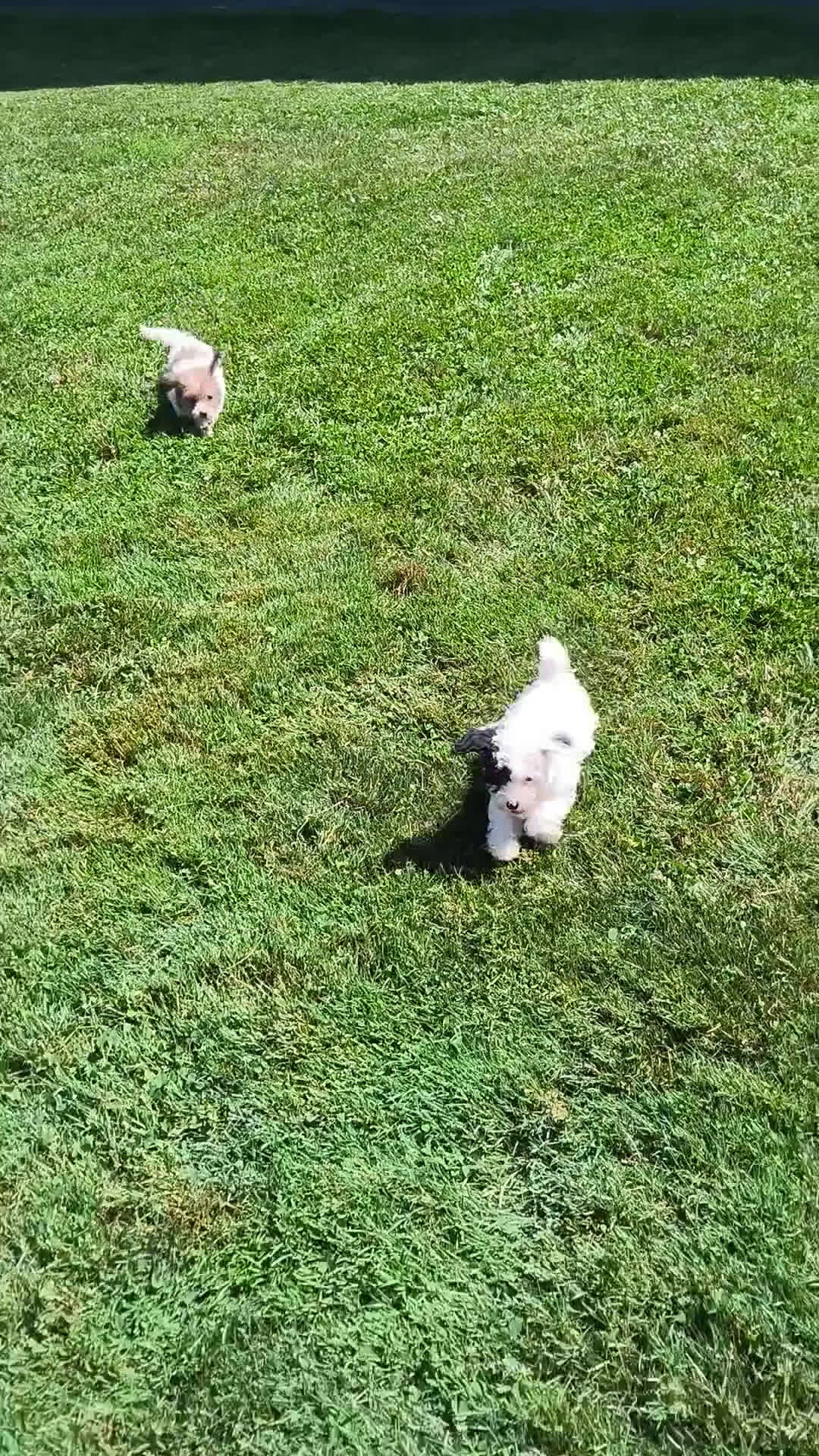 Bichpoo dogs for sale: Bichpoo 5 puppies - Video 2