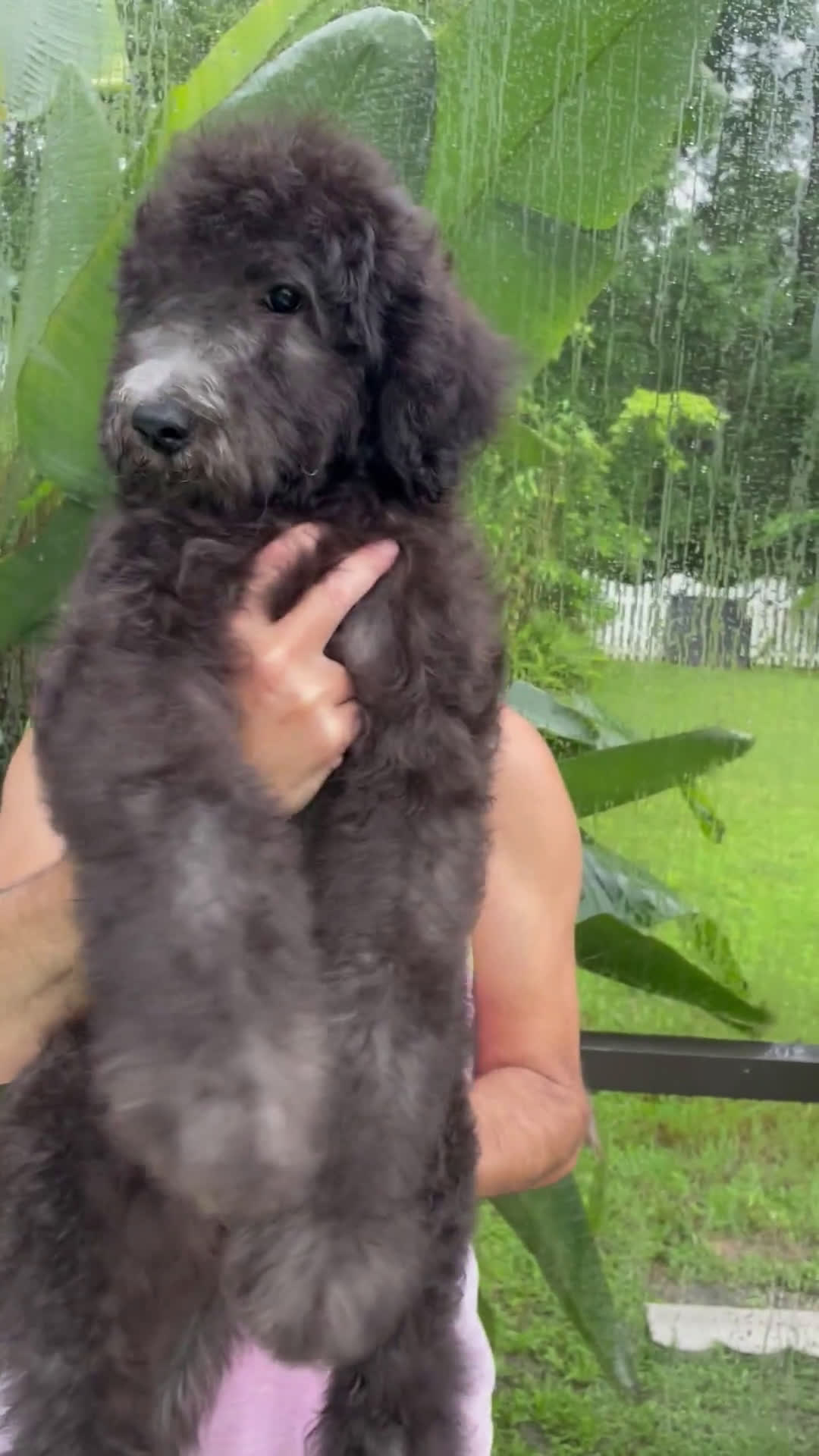 Goldendoodle dogs for sale: Goldendoodle 3 puppies - Video 1