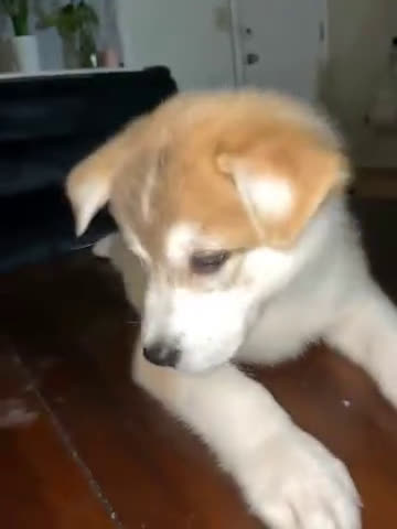 Siberian Husky dogs for sale: Siberian Husky 1 puppies - Video 1