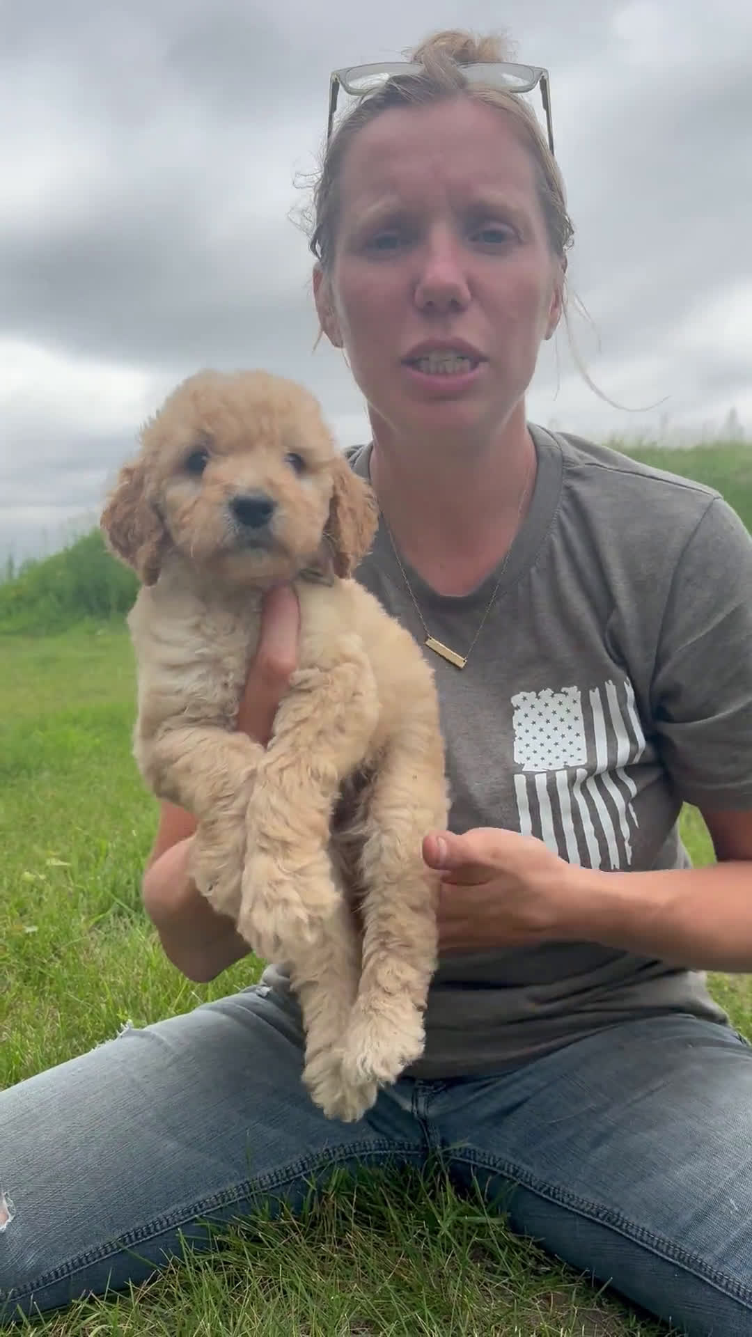 Goldendoodle dogs for sale: Goldendoodle 6 puppies - Video 1