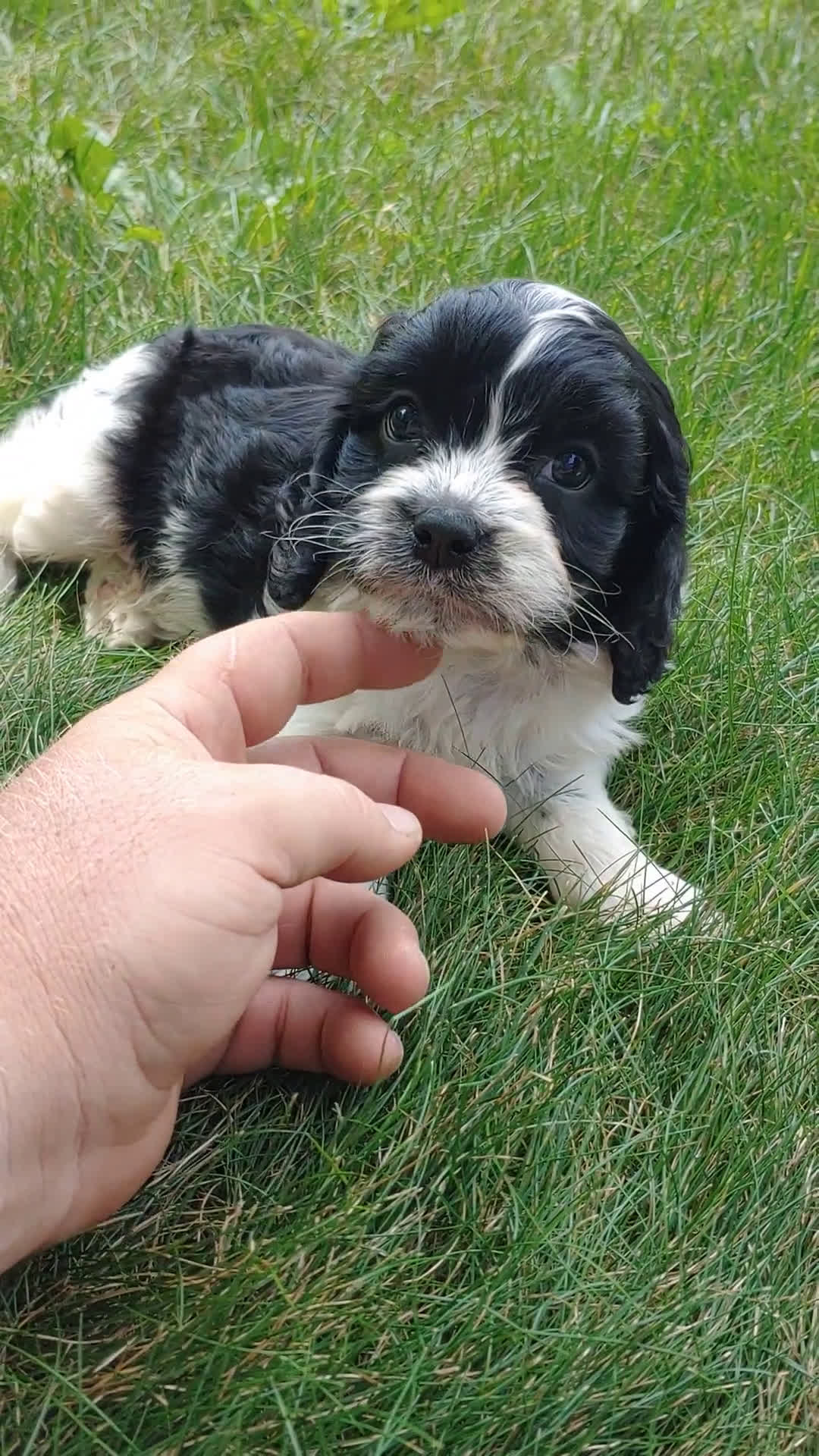 Cavapoo dogs for sale: Cavapoo 6 puppies - Video 1