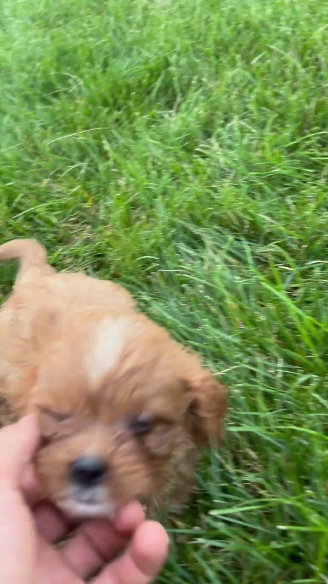 Cavapoo dogs for sale: Cavapoo 6 puppies - Video 1