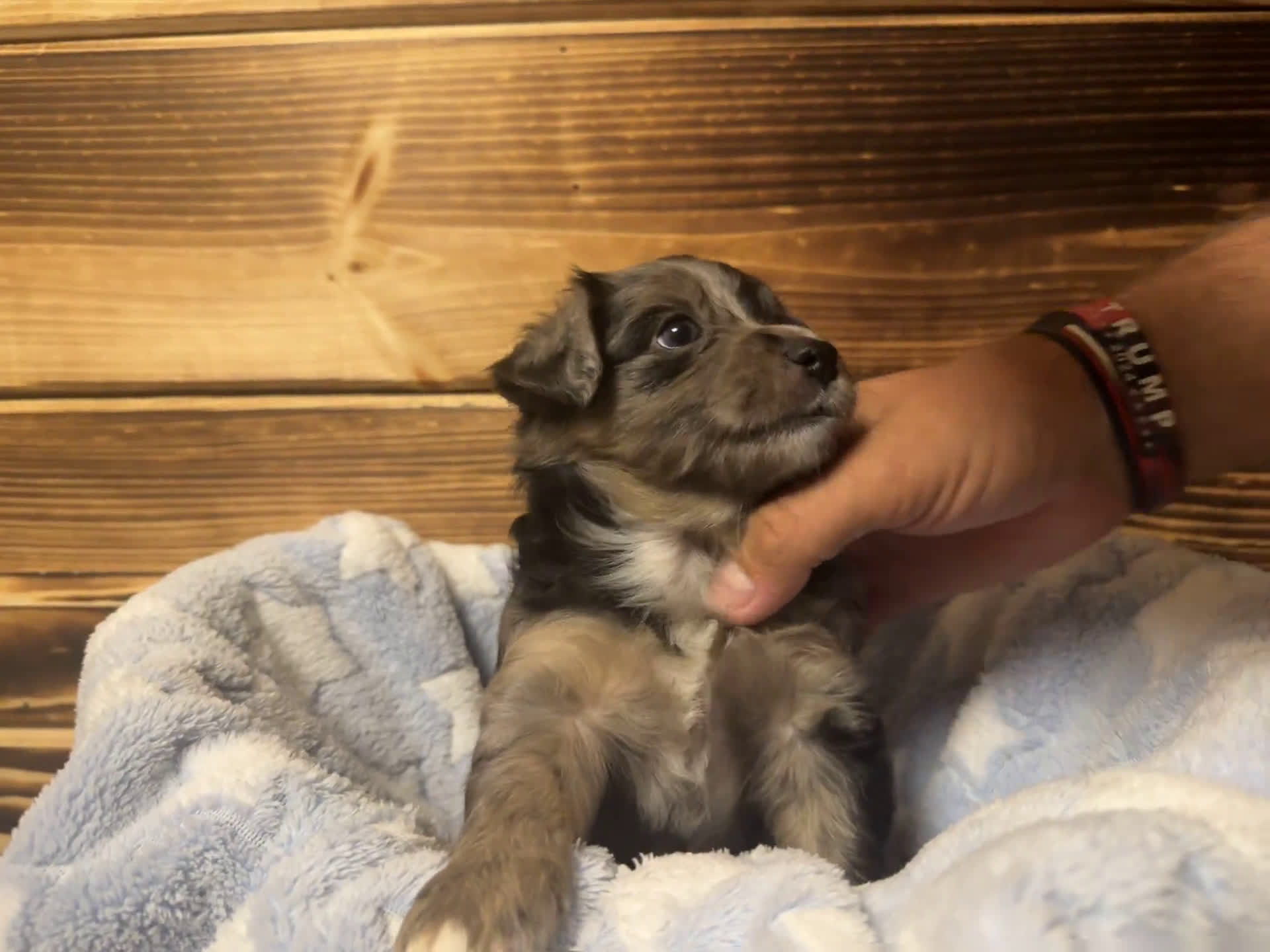 Mini Aussiedoodle dogs for sale: Mini Aussiedoodle 6 puppies - Video 5