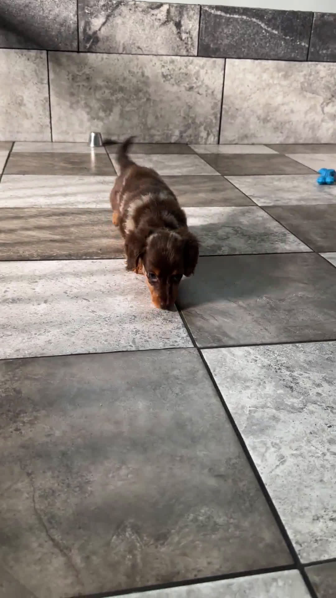 Miniature Dachshund dogs for sale: Miniature Dachshund 3 puppies - Video 2