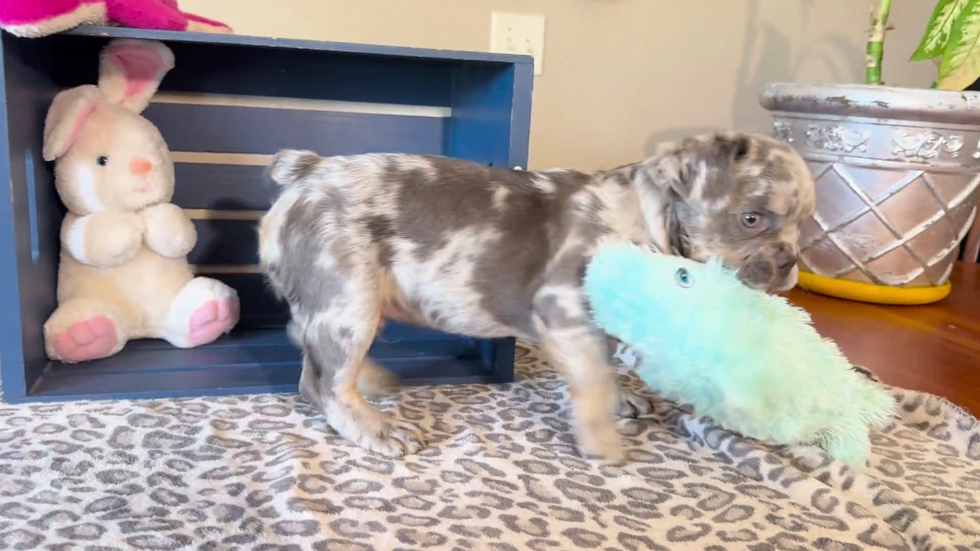 French Bulldog dogs for sale: French Bulldog 2 puppies - Video 1