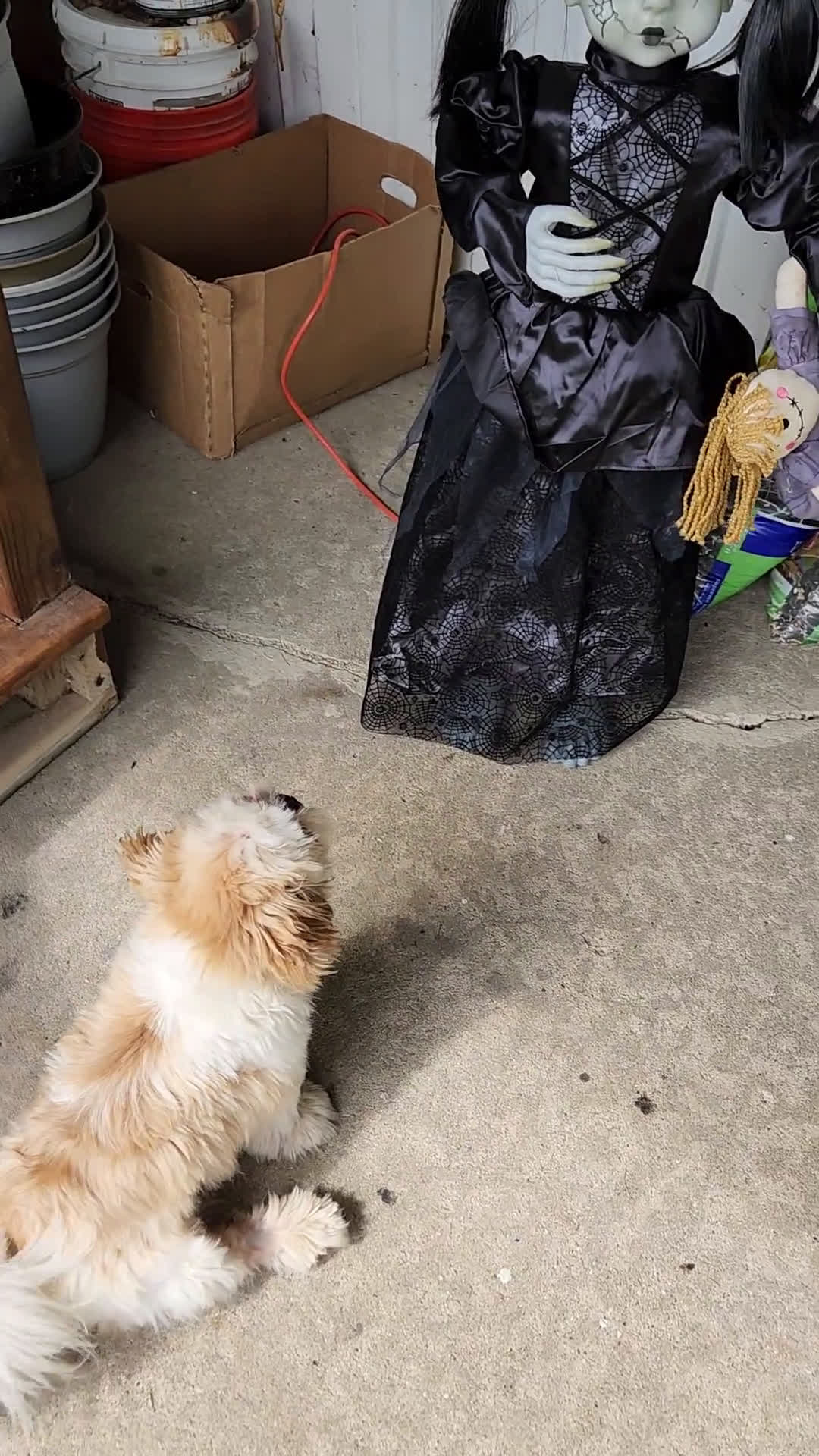 Shih Tzu dogs for sale: Shih Tzu 1 puppies - Video 1