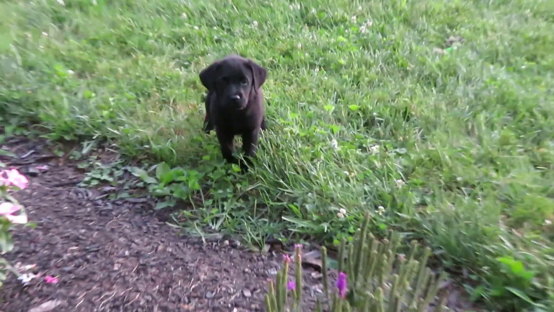 Labrador Retriever dogs for sale: Labrador Retriever 1 puppies - Video 1