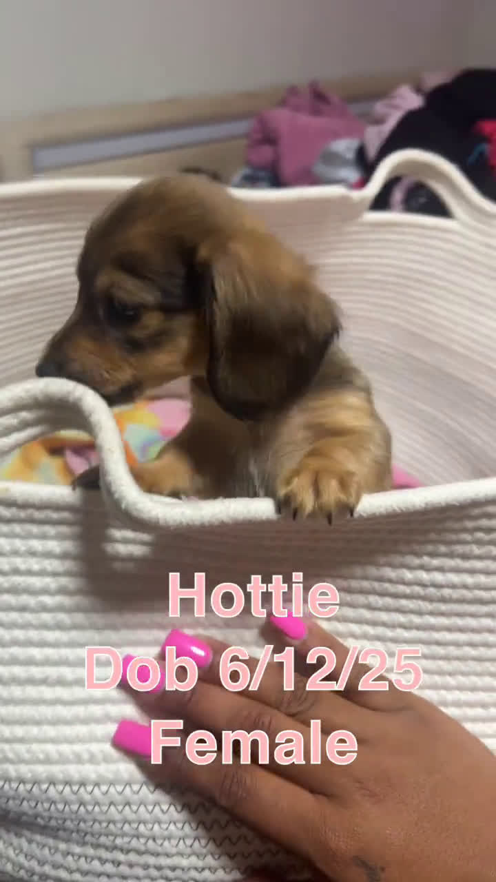 Miniature Dachshund dogs for sale: Miniature Dachshund 3 puppies - Video 3