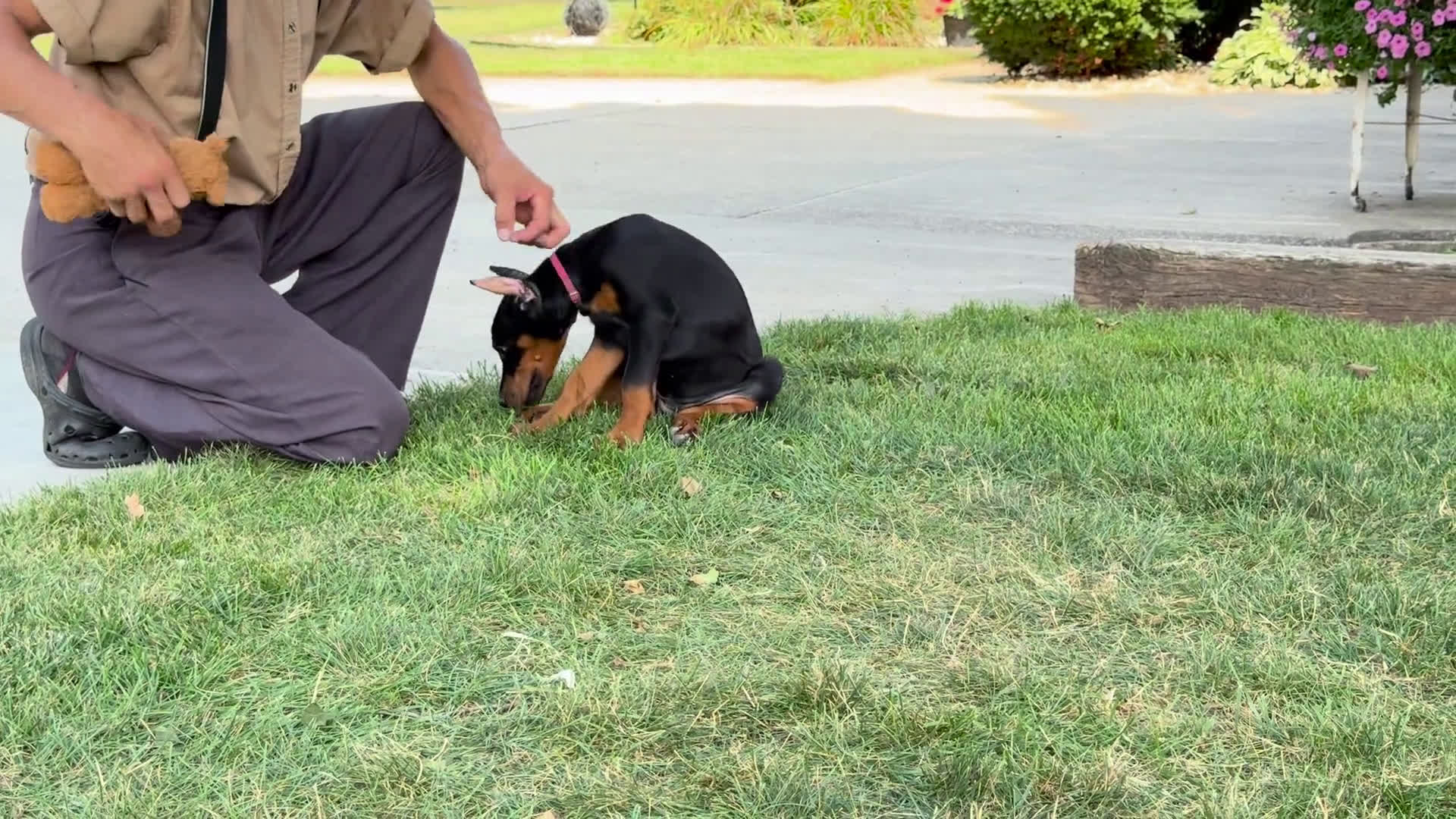 Doberman Pinscher dogs for sale: Doberman Pinscher 4 puppies - Video 4