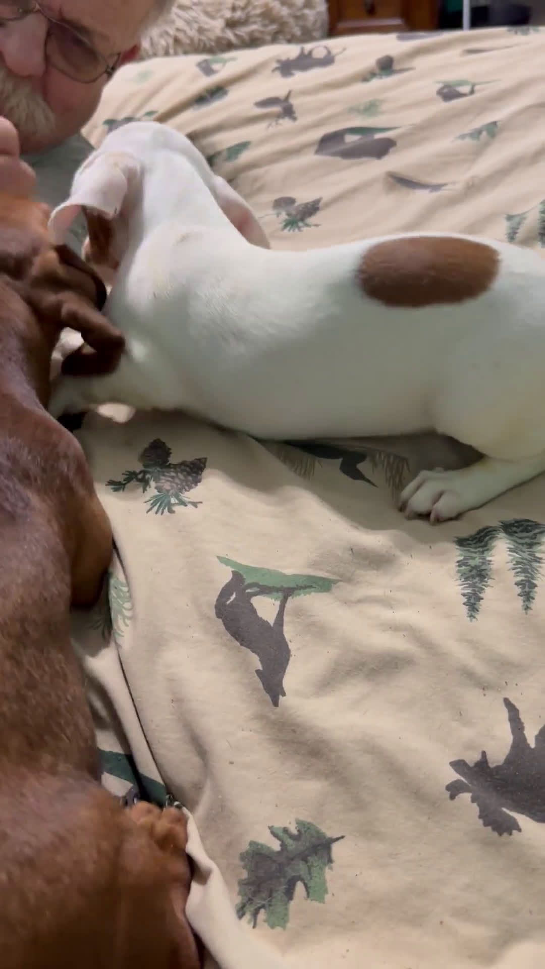 Miniature Dachshund dogs for sale: Miniature Dachshund 2 puppies - Video 1