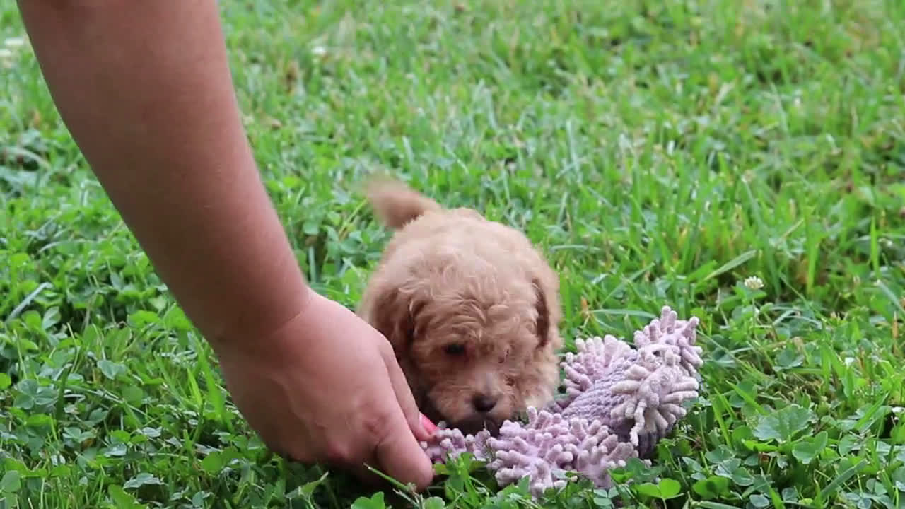 Miniature Poodle dogs for sale: Miniature Poodle 2 puppies - Video 2