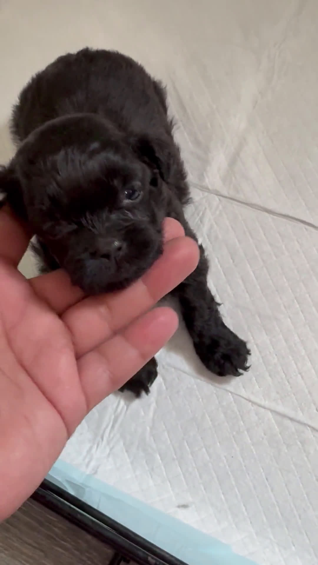 Shih Tzu dogs for sale: Shih Tzu 5 puppies - Video 2