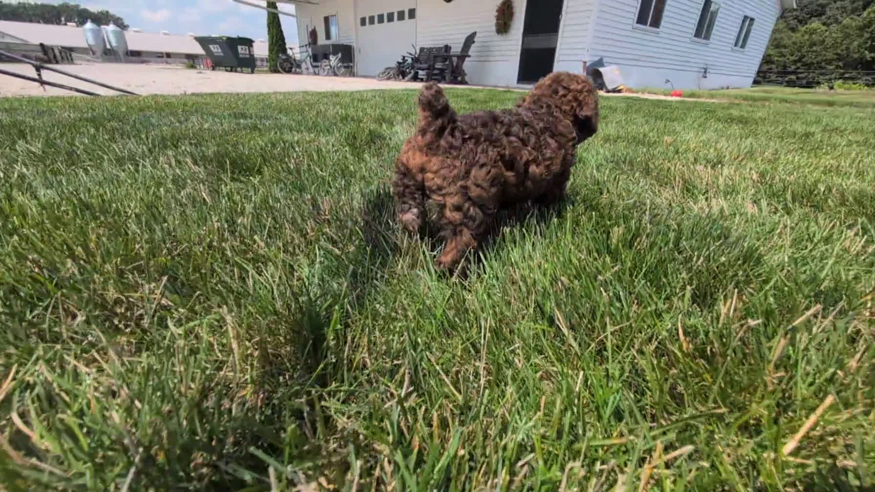 Toy Poodle dogs for sale: Toy Poodle 2 puppies - Video 2