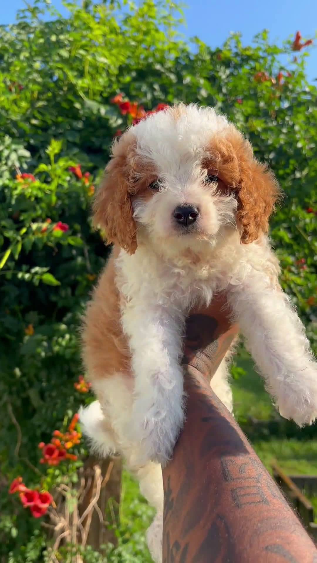 Cavapoo dogs for sale: Cavapoo 2 puppies - Video 2