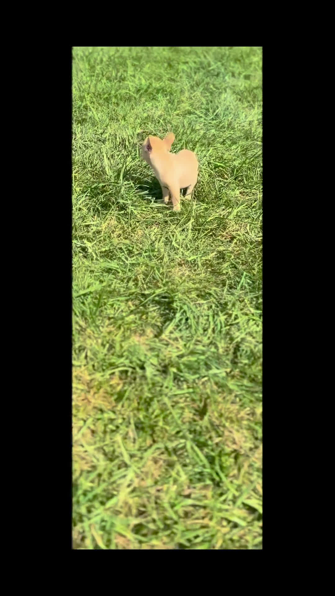 French Bulldog dogs for sale: French Bulldog 5 puppies - Video 1
