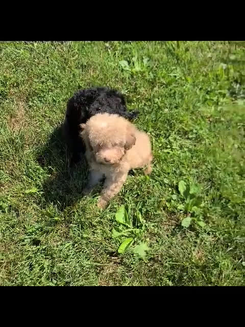 Bichpoo dogs for sale: Bichpoo 2 puppies - Video 2