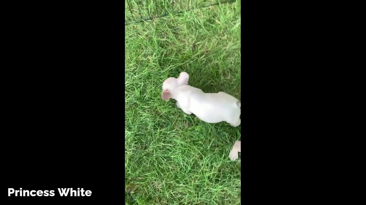 French Bulldog dogs for sale: French Bulldog 6 puppies - Video 3