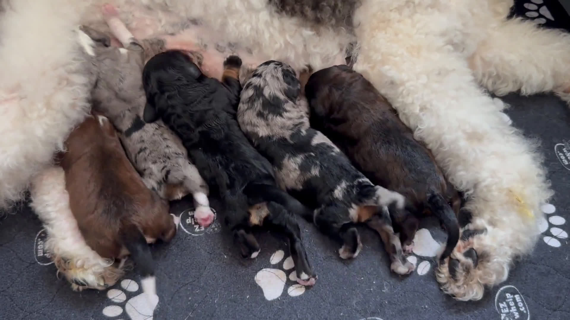 Bernedoodle dogs for sale: Bernedoodle 5 puppies - Video 1