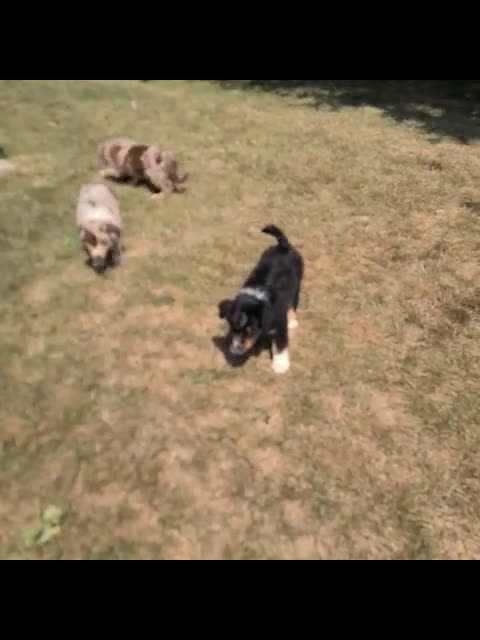 Miniature Australian Shepherd dogs for sale: Miniature Australian Shepherd 7 puppies - Video 1