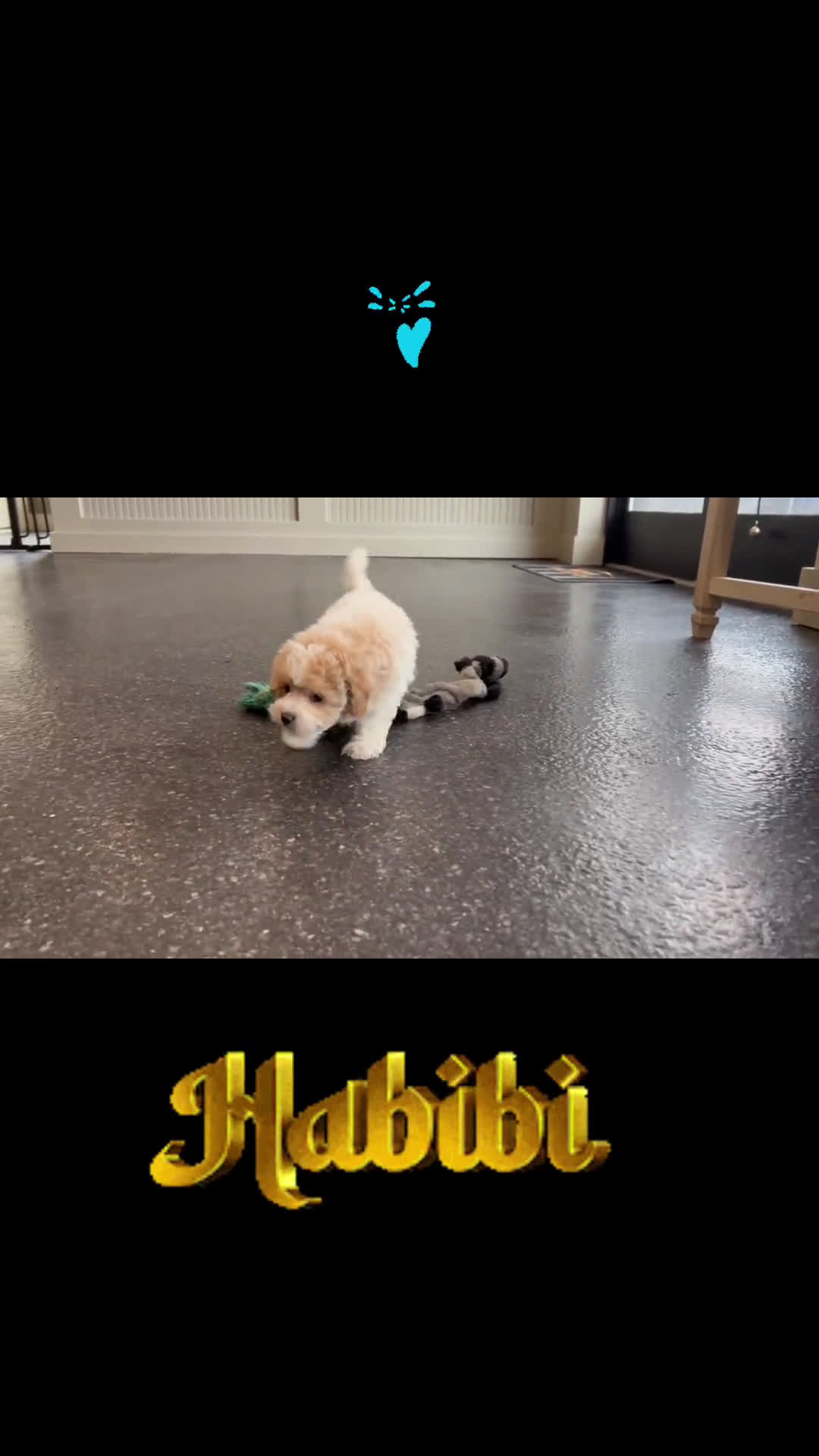 Maltipoo dogs for sale: Maltipoo 1 puppies - Video 1