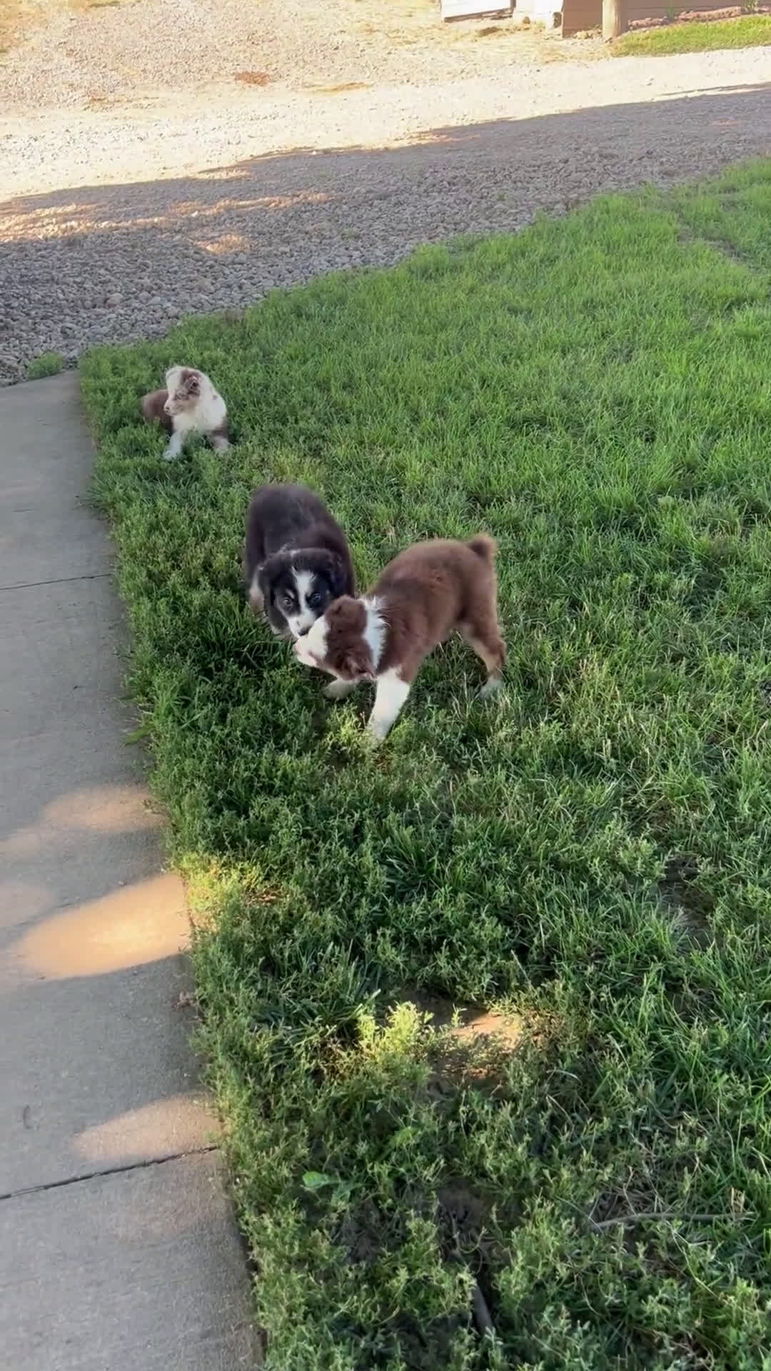 Australian Shepherd dogs for sale: Australian Shepherd 3 puppies - Video 1